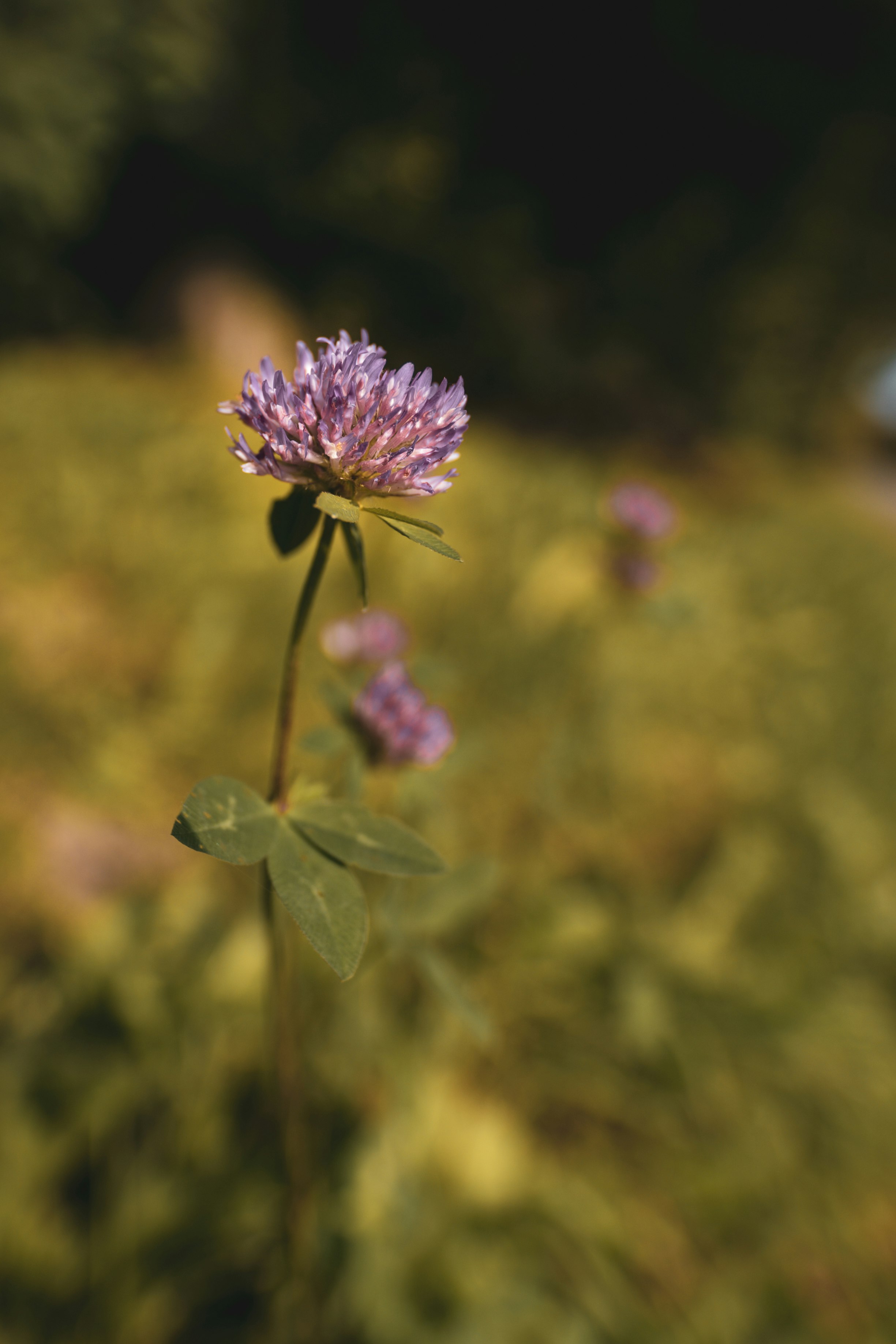 purple flower in tilt shift lens